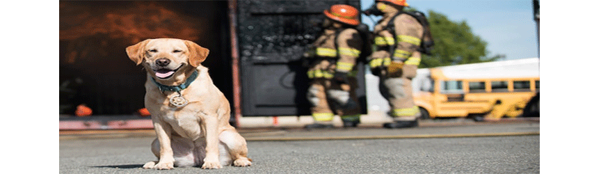History of the fire dog