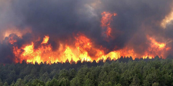 چگونه از آتش گرفتن جنگل جلوگیری کنیم؟