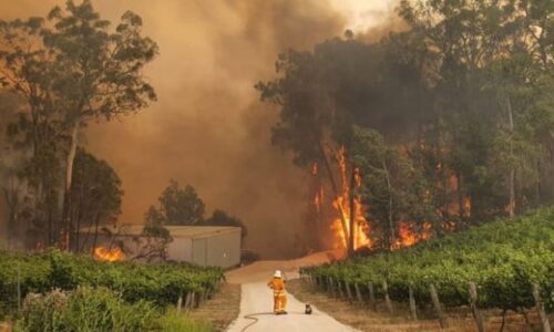 حريق مروع في أستراليا وإنقاذ الحيوانات بمساعدة رجال الإطفاء