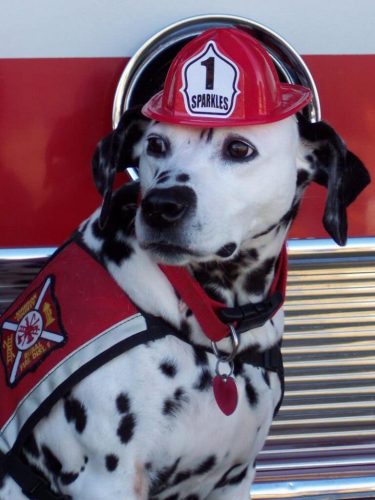 History of the fire dog