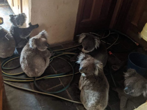 حريق مروع في أستراليا وإنقاذ الحيوانات بمساعدة رجال الإطفاء